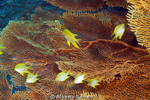 Gorgonian and damselfishes in Surin Islands by Alberto Romeo 